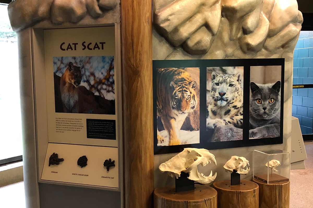 large cats exhibit